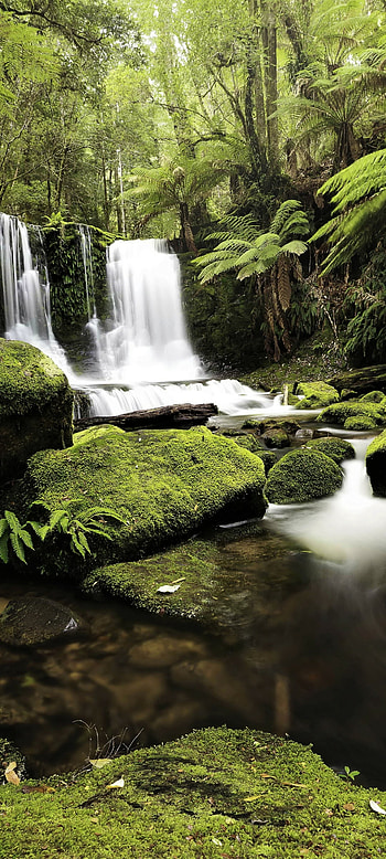Waterfall in Rainforest, nature, waterfall HD phone wallpaper