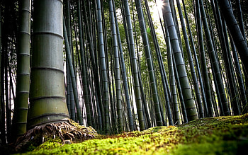 Landscape, Trees HD wallpaper