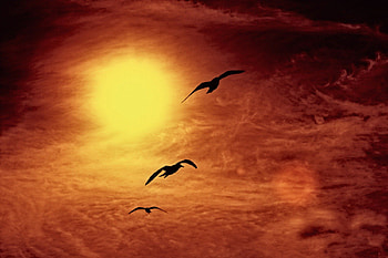 dom, wings, sky, fly, seahulls HD wallpaper