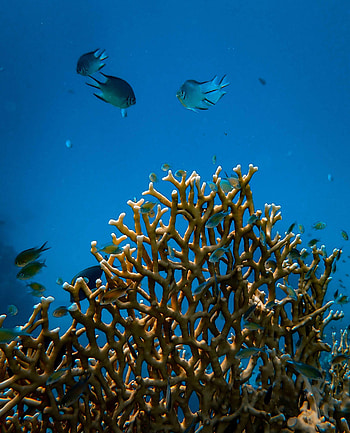 Animals, Water, Fishes, Coral, Underwater World HD phone wallpaper