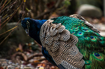 Animals, Feather, Bright, Bird, Color, Peacock HD wallpaper