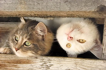 Animals, Cats, Wood, Wooden, Couple, Pair, Muzzle, Planks, Board HD wallpaper
