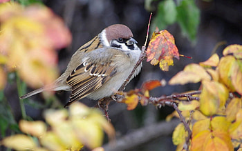 Animals, Nature, Autumn, Bird, Sparrow, Branch, Foliage HD wallpaper
