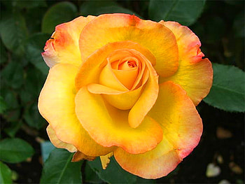 Golden rose for golden friends, rose, leaves, black background, flower, gold HD wallpaper