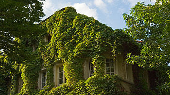 Green House, hause, beautiful, architecture, green HD wallpaper