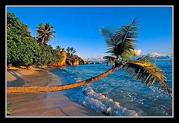 Tree on Beach, beautiful HD wallpaper