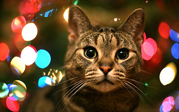 Animals, Glare, Cat, Muzzle, Sight, Opinion HD wallpaper
