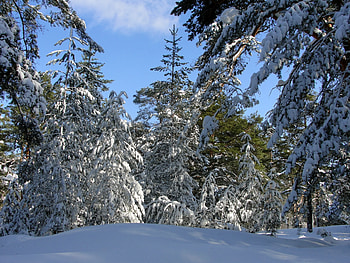 Winter, Nature, Trees, Sky, Snow, Branches, I See, Clear, Severity, Heaviness, Deflection, Sag HD wallpaper