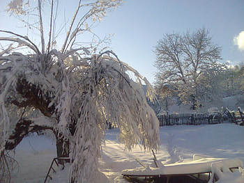 tree with snow, sun, beautiful, nice, tree with snow, beautiful, sun, nice HD wallpaper