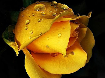 Plants, Flowers, Roses, Drops HD wallpaper
