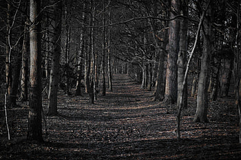 Scary Forest Cartoon Spooky HD wallpaper