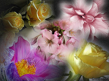 COLLAGE OF FLOWERS, FLOWERS, COLLAGE, ABSTRACT HD wallpaper