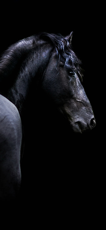 Obsidian Stallion — Black Horse, black, Animal, horse HD phone wallpaper