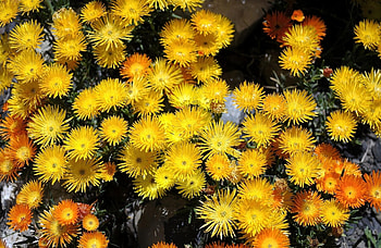 Flowers, Aptenias, Apthenia HD wallpaper