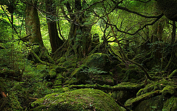 Green Forest, Beautiful , Green scenery HD wallpaper