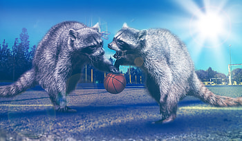 Animals, Basketball, Raccoons, hop HD wallpaper