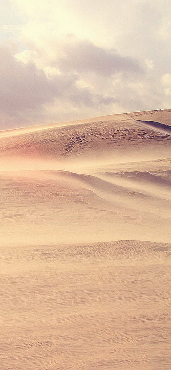 Desert garden , Lush greenery, Nature's sanctuary, Botanical paradise HD phone wallpaper