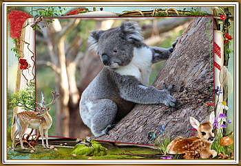 FRAMED KOALA, NATURE, KOALA, , FRAMED HD wallpaper
