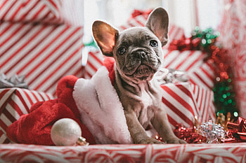 Animals, New Year, Dog, Puppy HD wallpaper