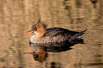 Red Breasted Merganser, animal, duck, reflection, red, water HD wallpaper
