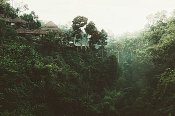 Nature, Trees, Structure, Precipice, Break HD wallpaper