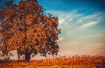 Autumn Tree Branches , autumn, tree, nature HD wallpaper