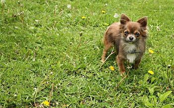 Animals, Grass, Dog, Sight, Opinion, Stroll HD wallpaper
