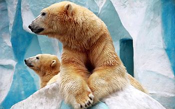 Animals, Bears HD wallpaper