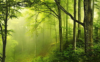 Green Forest, Nature , Forest scenery HD wallpaper