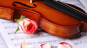 Classic Musical, notes, rose, violin, nice HD wallpaper