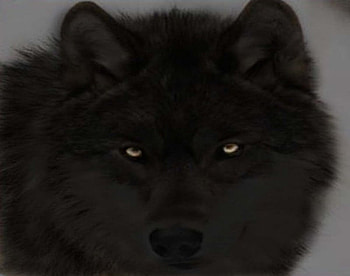BLACK WOLF, dogs, nature, wolf, animals HD wallpaper