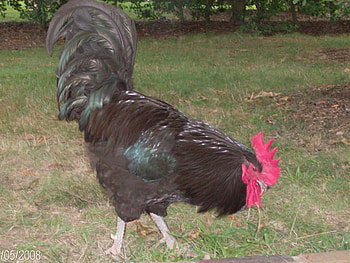 Rooster, eating, loud HD wallpaper