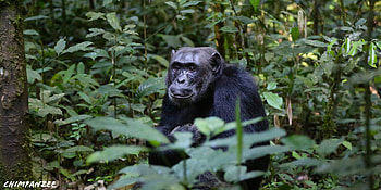 Uganda travels, Chimpanzee monkey, Eye-catching XFCE , Beautiful HD wallpaper