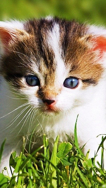 Cute Baby Cat, Baby, Kittens HD phone wallpaper
