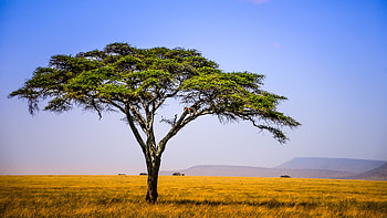 African grassland , African grassland backgrounds, Top African, Grassland backgrounds HD wallpaper