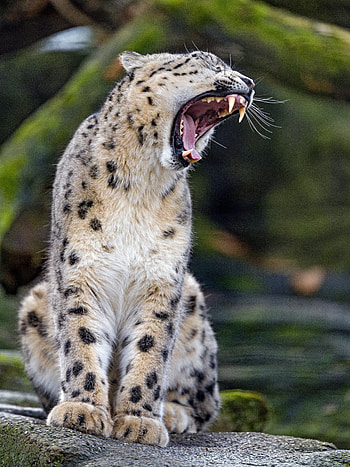 Animals, Cheetah, Predator, Big Cat, Fangs HD phone wallpaper