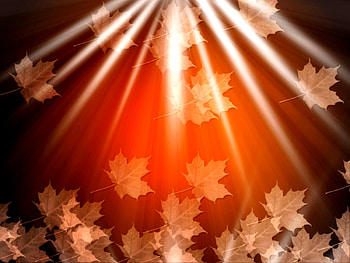 MAPLE LIGHTS, white, seasons, background, leaves, brown, maple, light, autumn, nature HD wallpaper