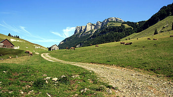 Animals, Grass, Sky, Mountains, Cows HD wallpaper