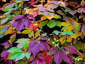 Plants, Leaves HD wallpaper