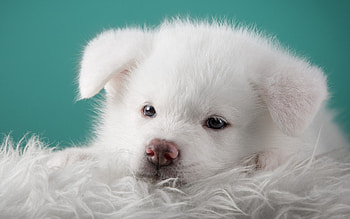 Animals, Dog, Puppy, Akita HD wallpaper