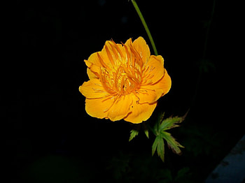 orange flower 2, orange, flower HD wallpaper