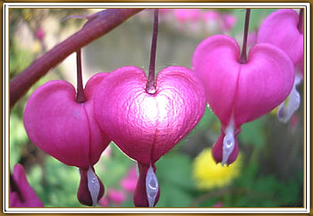 FRAMED FLOWERS, FLOWERS, NATURE, FRAMED HD wallpaper