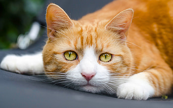 Cat, pisica, animal, yellow eyes, white, paw, orange HD wallpaper