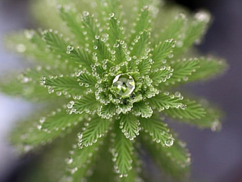 crystal flower, crystals, green, flower HD wallpaper