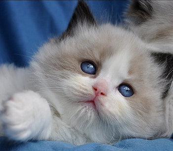 cute ragdoll kitty, cats, kitty, sute, animals HD wallpaper