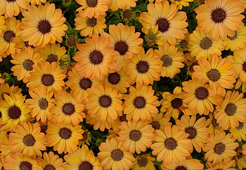 Flowers, Petals, Flower Bed, Flowerbed, Dimorfoteka, Dimorphotheque HD wallpaper
