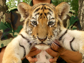Animals, Young, Muzzle, Hands, Tiger, Kid, Tot, Joey, Tiger Cub HD wallpaper