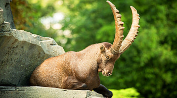 Goat, animal, horns, green, year, stone, rock HD wallpaper