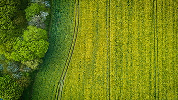 Aerial view of a green field with vibrant textures near Stralsund, Germany. HD wallpaper