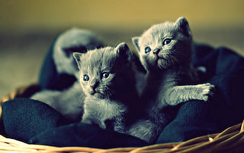 Animals, Basket, Cute, Kittens HD wallpaper